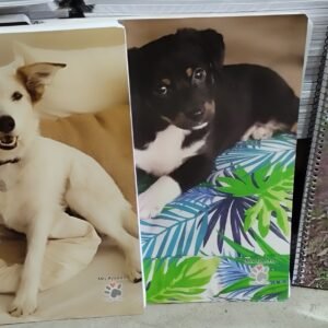 Cuadernillo A4 espiralado Mis Apuntes